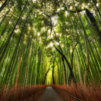 Photo of bamboo forest outside Kyoto, by Trey Ratcliff