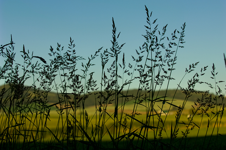 Image of wheat plants.