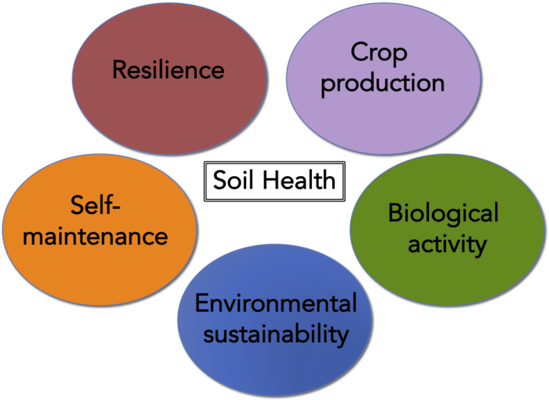 Bubble diagram showing Soil Health surrounded by Resilience, Crop production, Biological activity, Environmental sustainability, Self-maintenance.