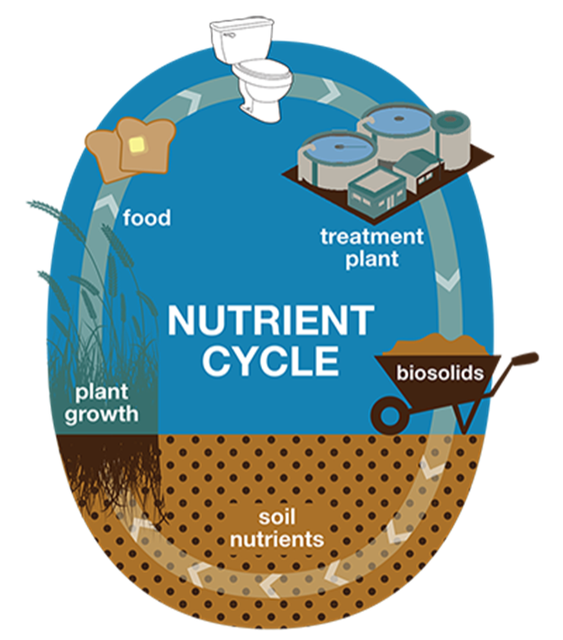 An infographic showing the nutrient cycle of biosolids