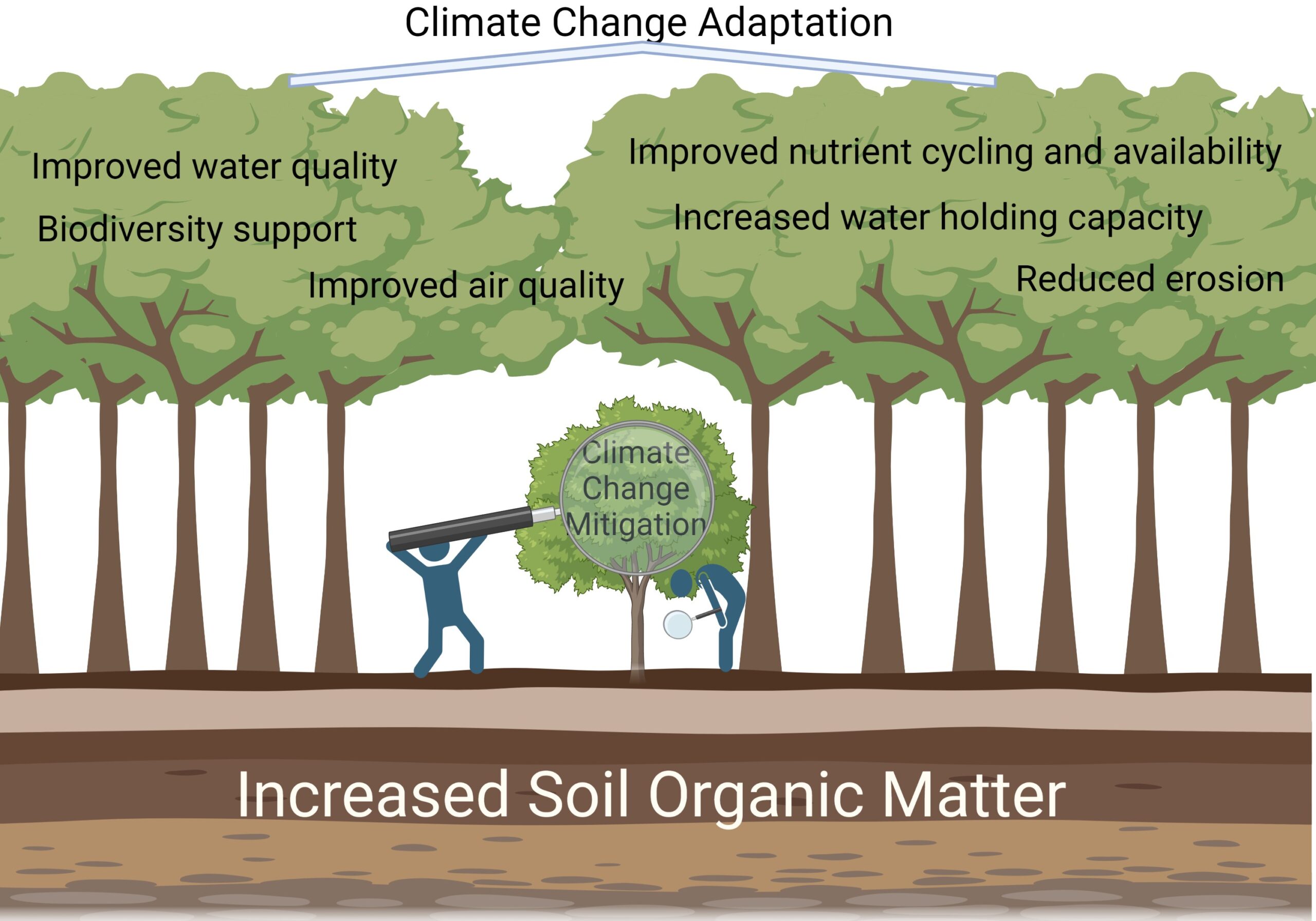 An illustrated forest with researchers looking at a tree with the words climate change on it. Showing that researchers are missing other environmental aspects related to climate change adaptation.