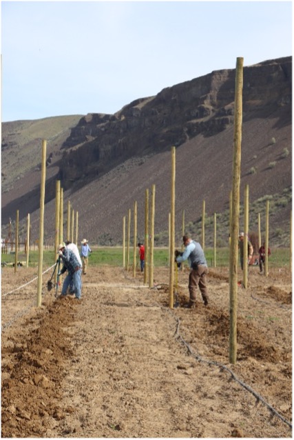 Researchers and technicians planting trees.