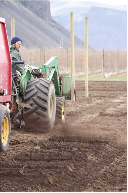 A tractor driving through the orchard spreading compost on the ground. 