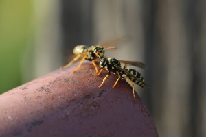 19354154659_11f2ee55cf_o