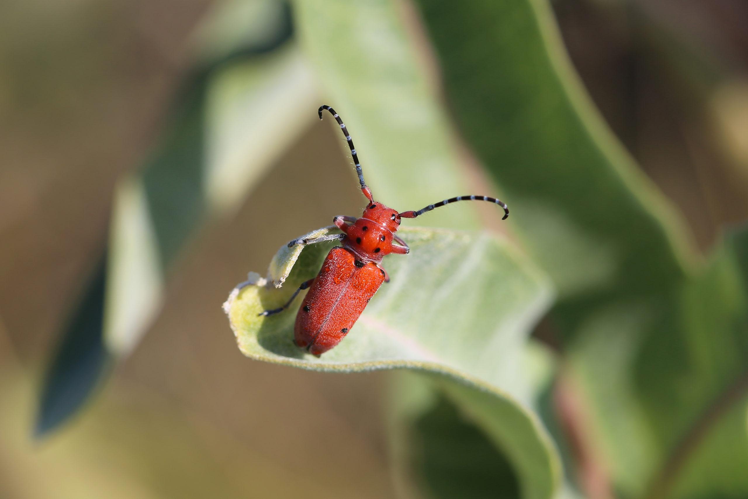 Wsu Insect Collection Research & Extension Centers | Department of Entomology | Washington ...