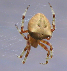 How Long Do Cat Faced Spiders Live