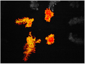 Douglas fir drought stress screening