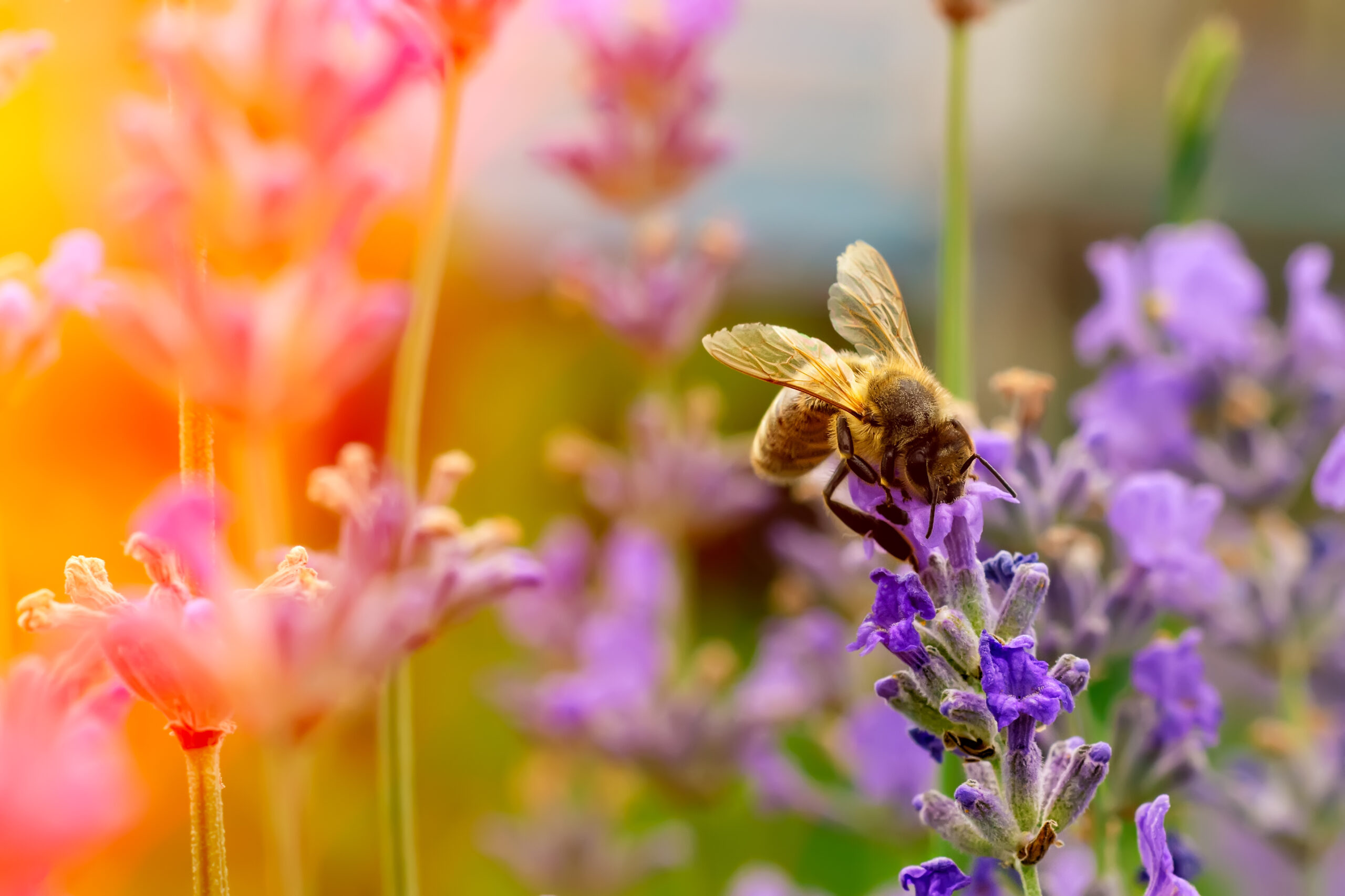The bee pollinates the lavender flowers. Plant decay with insects.