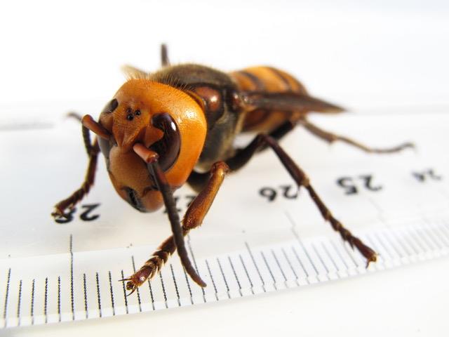 northern giant hornet 