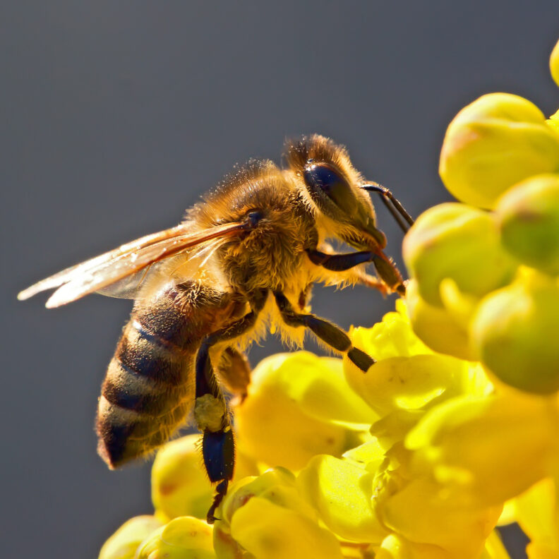 honey bee pollinating flower