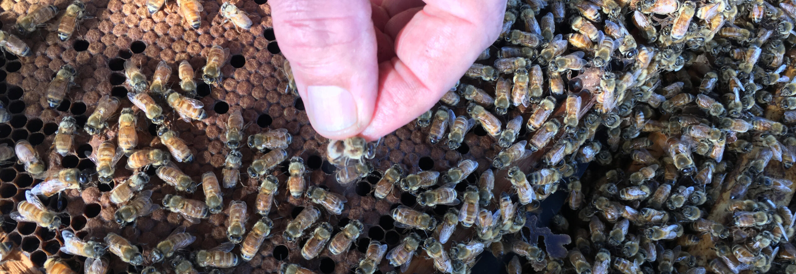 drone-germplasm-reasearch-291