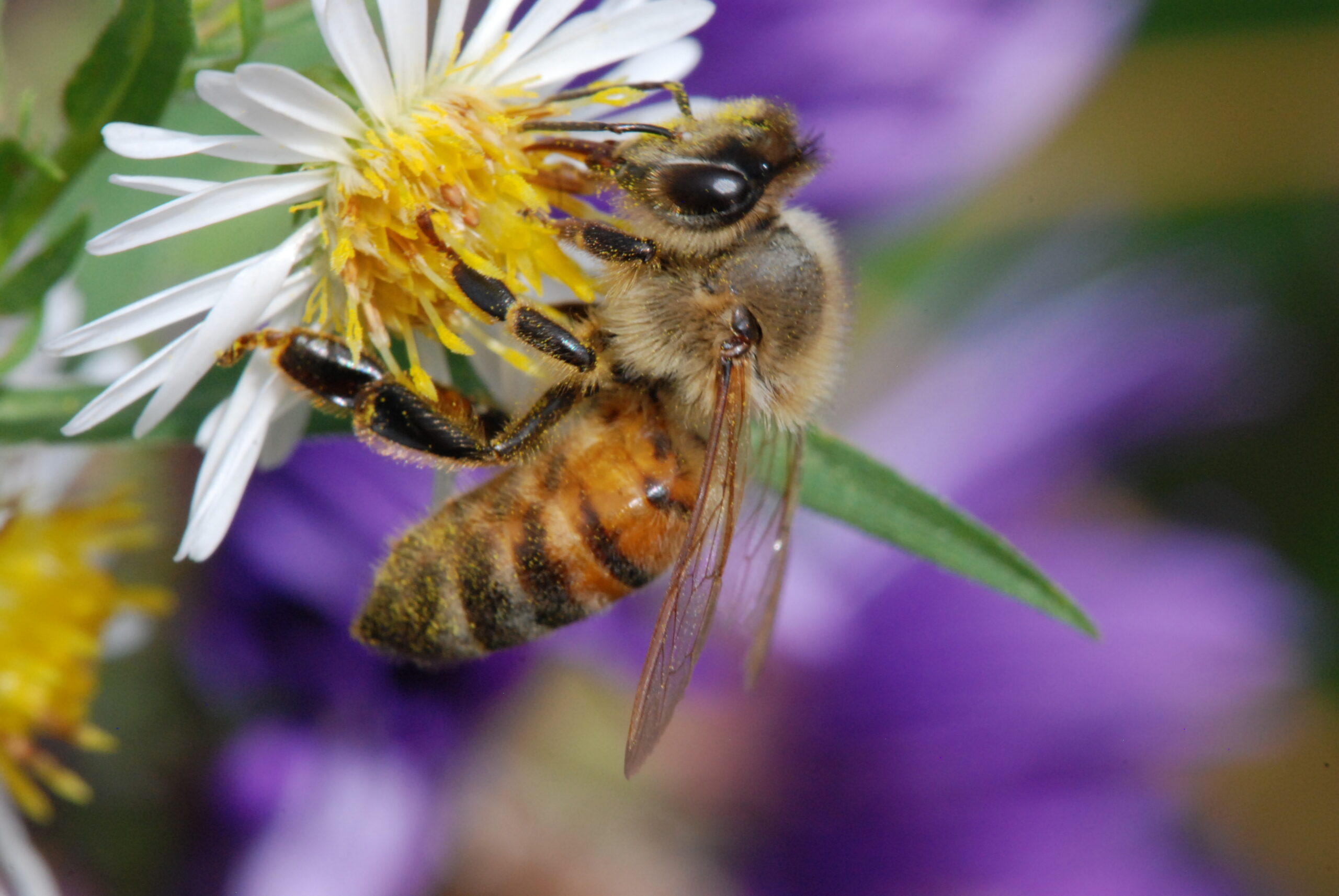 Honey bee on flower
