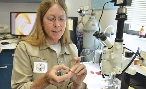 Photo of Susan Cobey