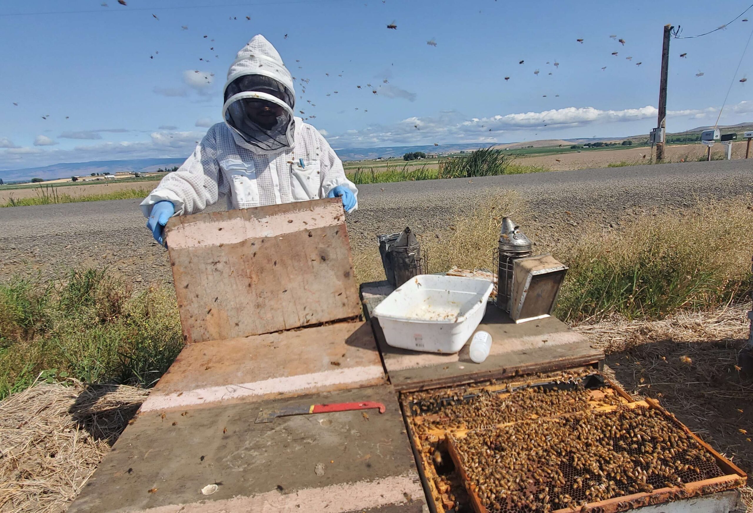 Beekeeper looking into hive
