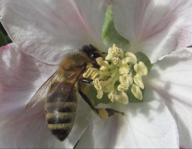 honey bee pollinating flower
