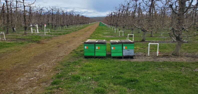 Hives in orchard