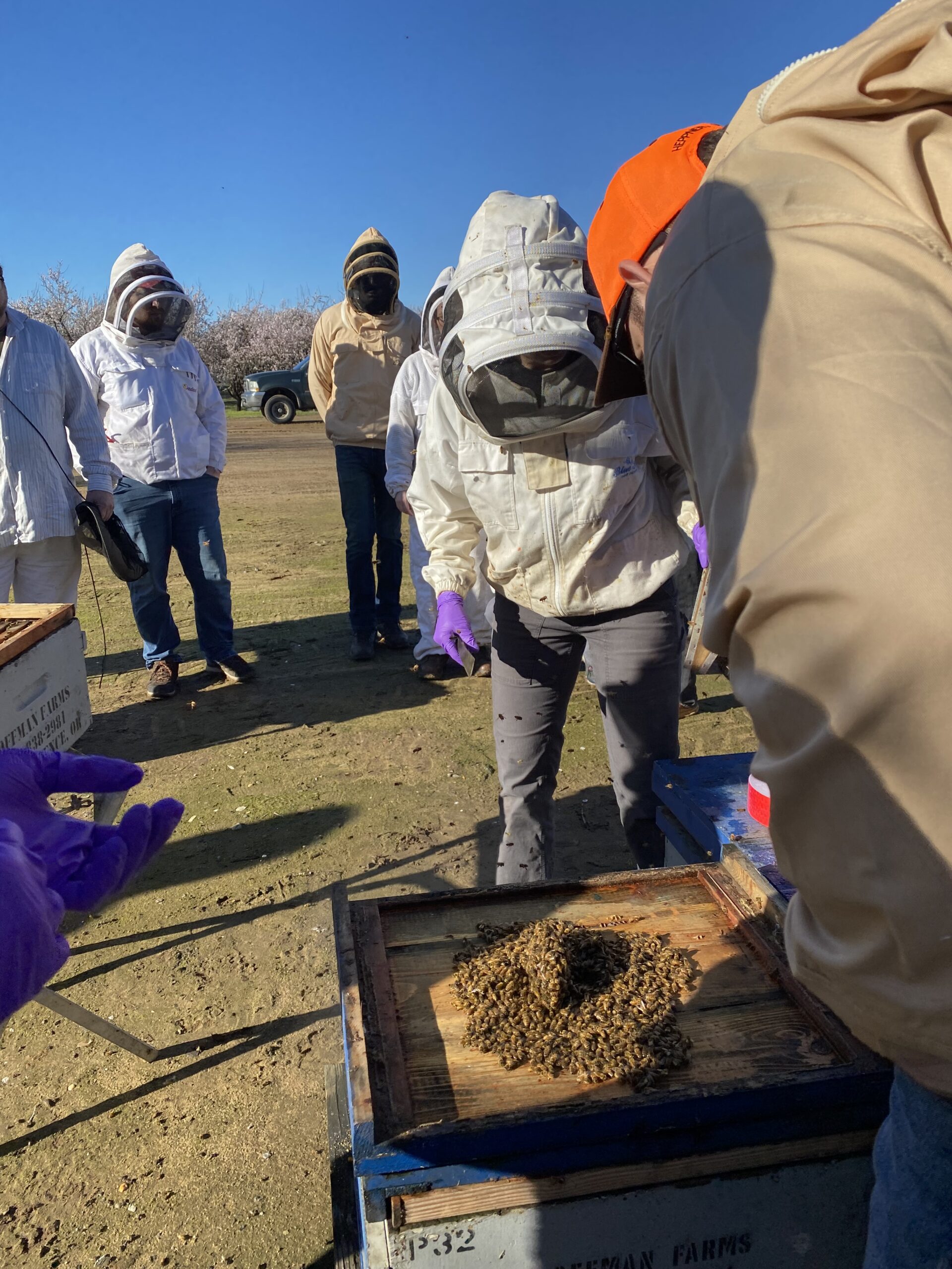 beekeepers looking into hive
