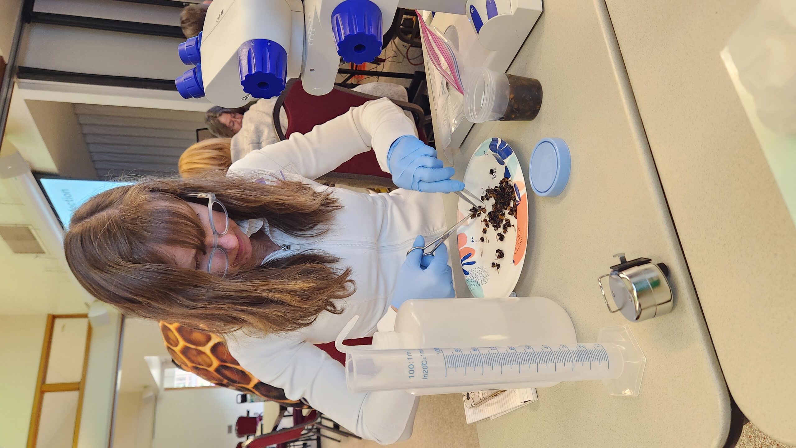 beekeeper cutting abdomens off dead honey bees