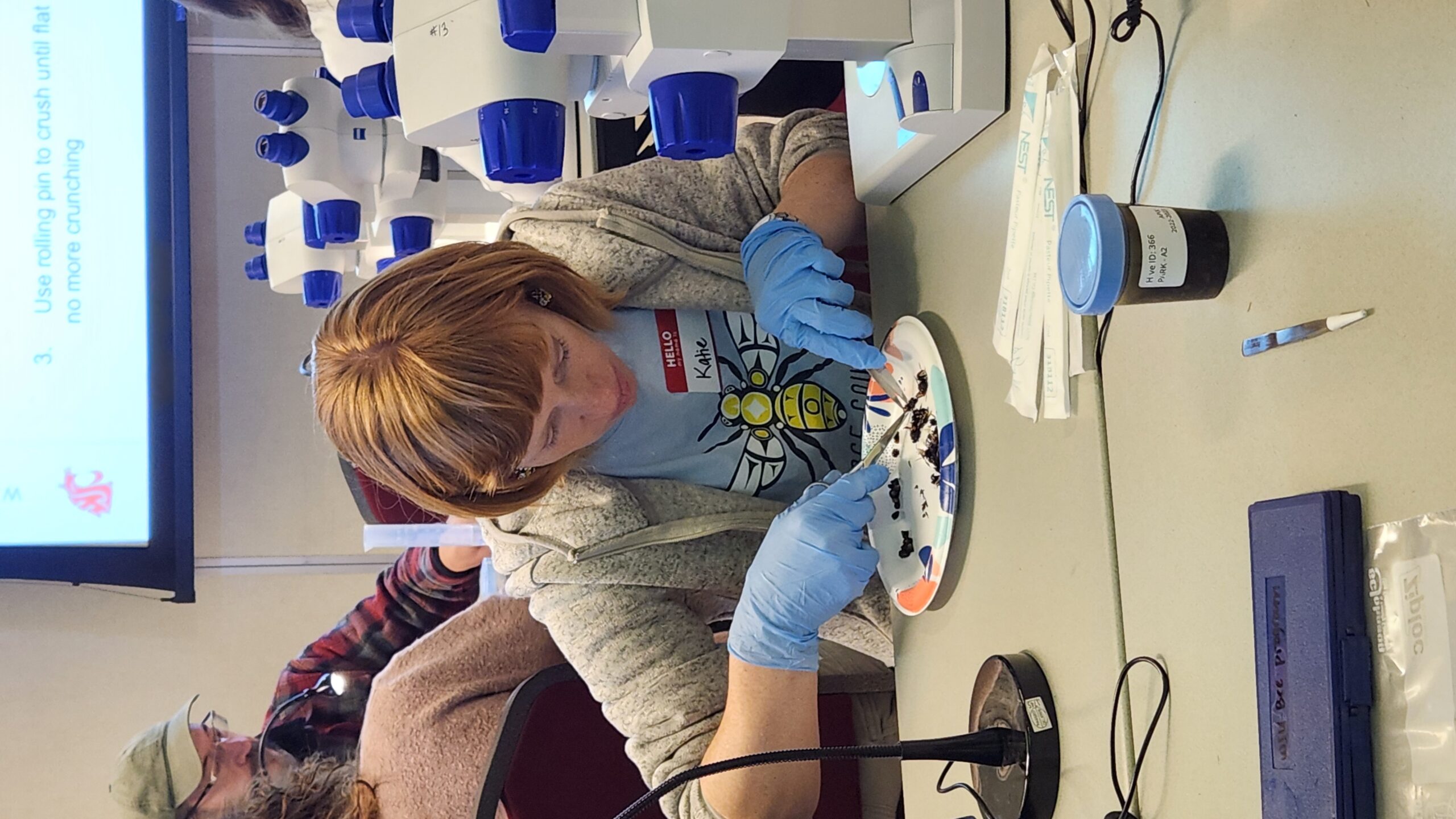 beekeeper cutting abdomens off dead honey bees