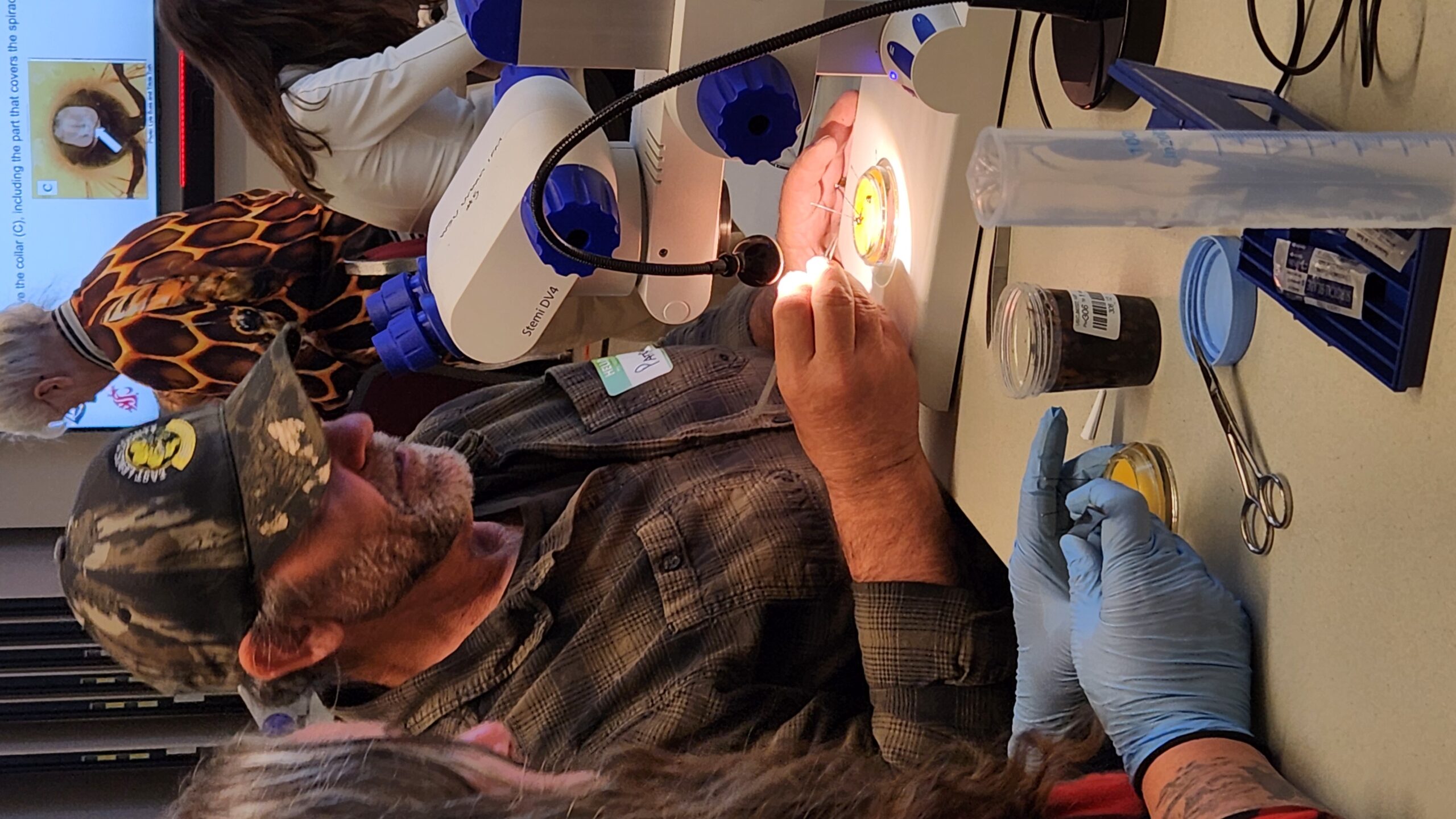 Beekeeper dissecting for tracheal mites