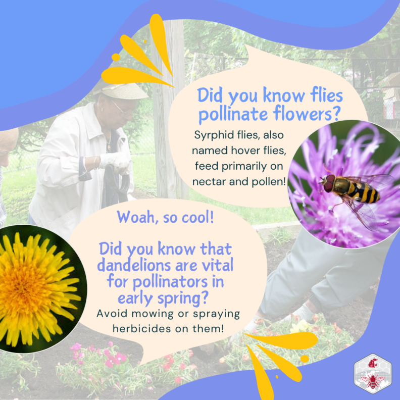 infographic with fun facts about pollinators; hover flies are pollinators!