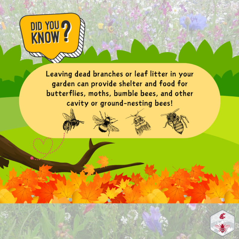 infographic about leaving branches and leaf litter to benefit pollinators