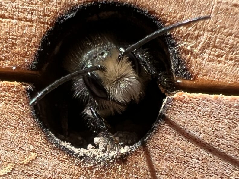 mason bee at entrance of nest