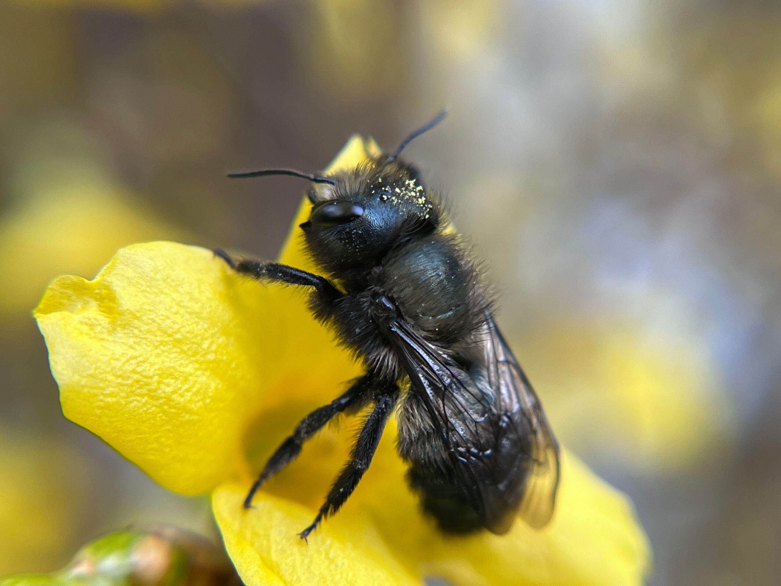mason bee on yellow flower