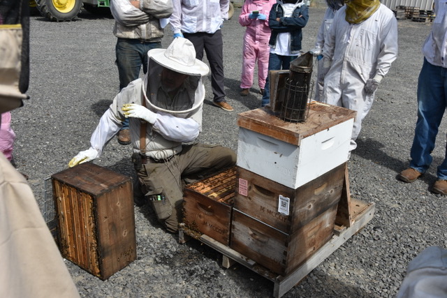 beekeeper giving in hive demonstration