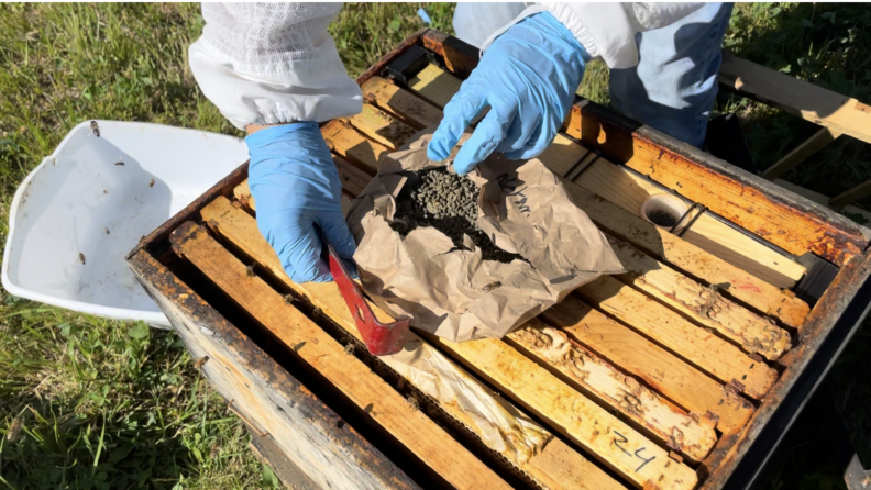 Pictured: paper bag filled with Metarhizium sporulated on organic brown rice on top of honey bee frames