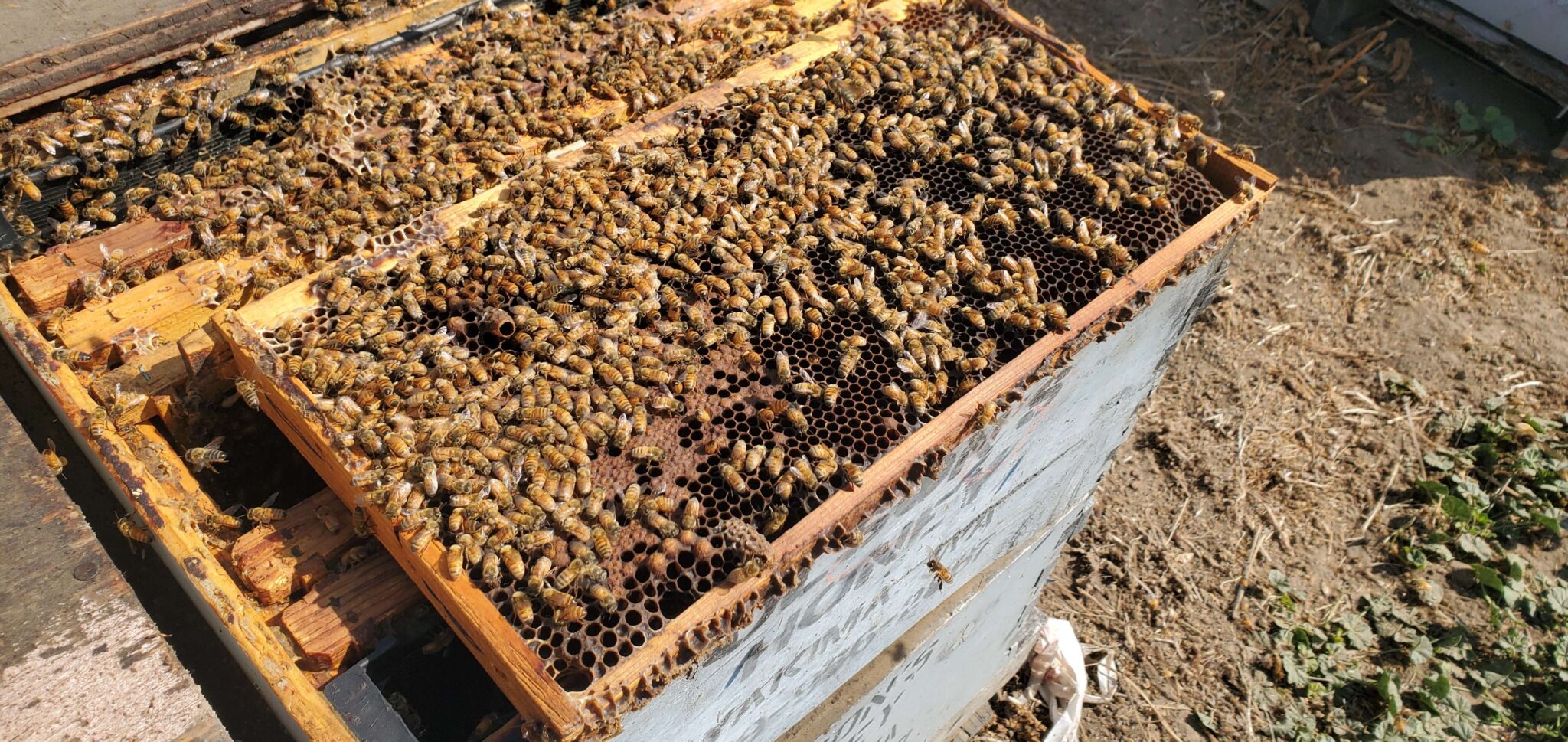2025 Colony Losses | WSU Honey Bees + Pollinators Program | Washington ...