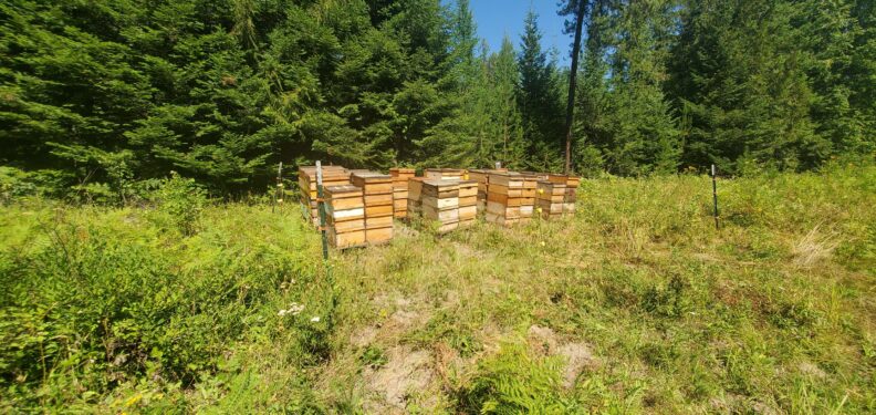 Bee hives in a field