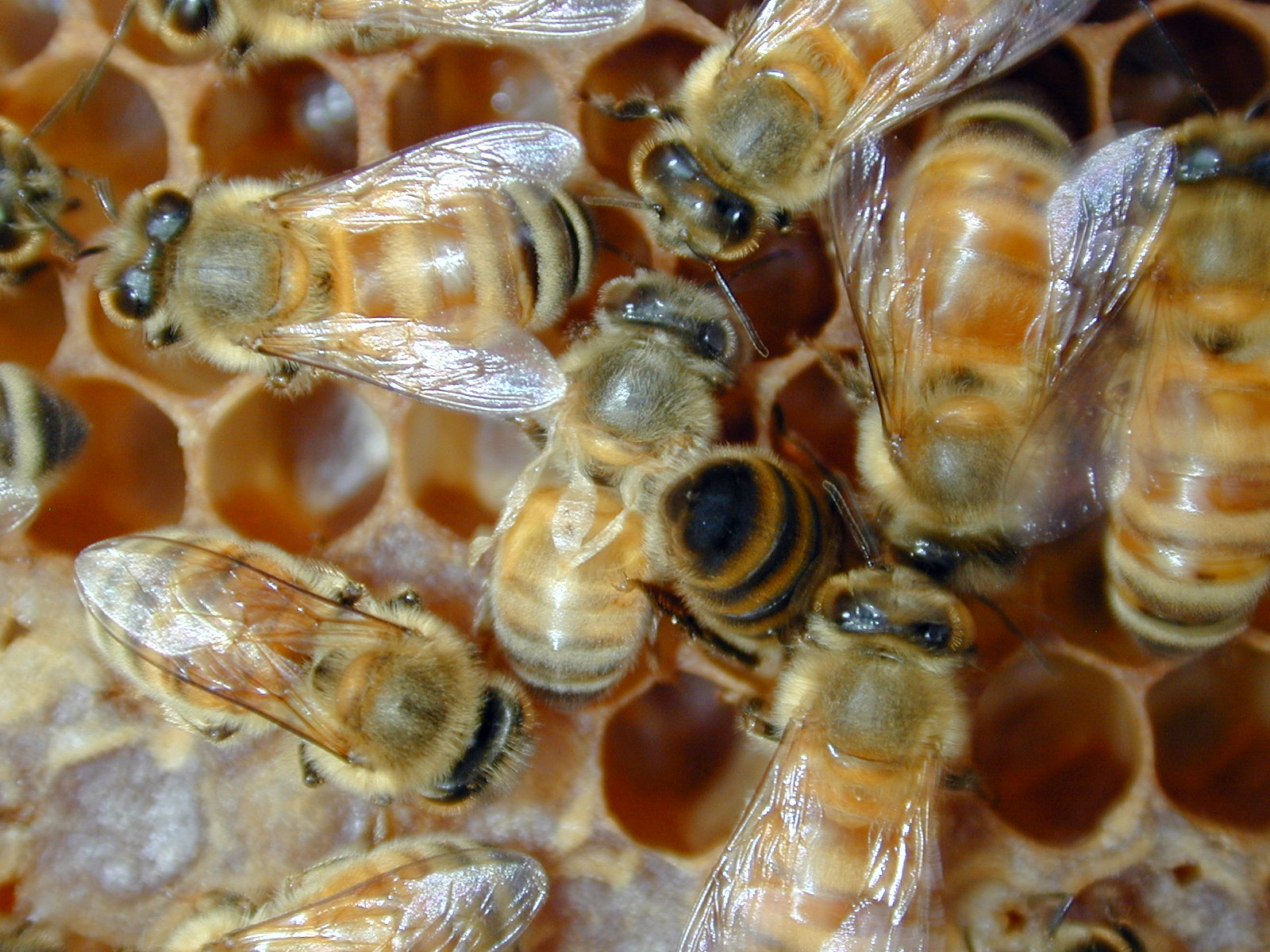 honey bees with deformed wings