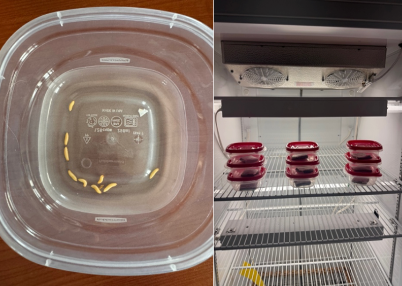 Small hive beetle larvae in experimental enclosure (left); experimental enclosures, containing a pollen patty with different densities of small hive beetle larvae, sitting inside an incubator (right)