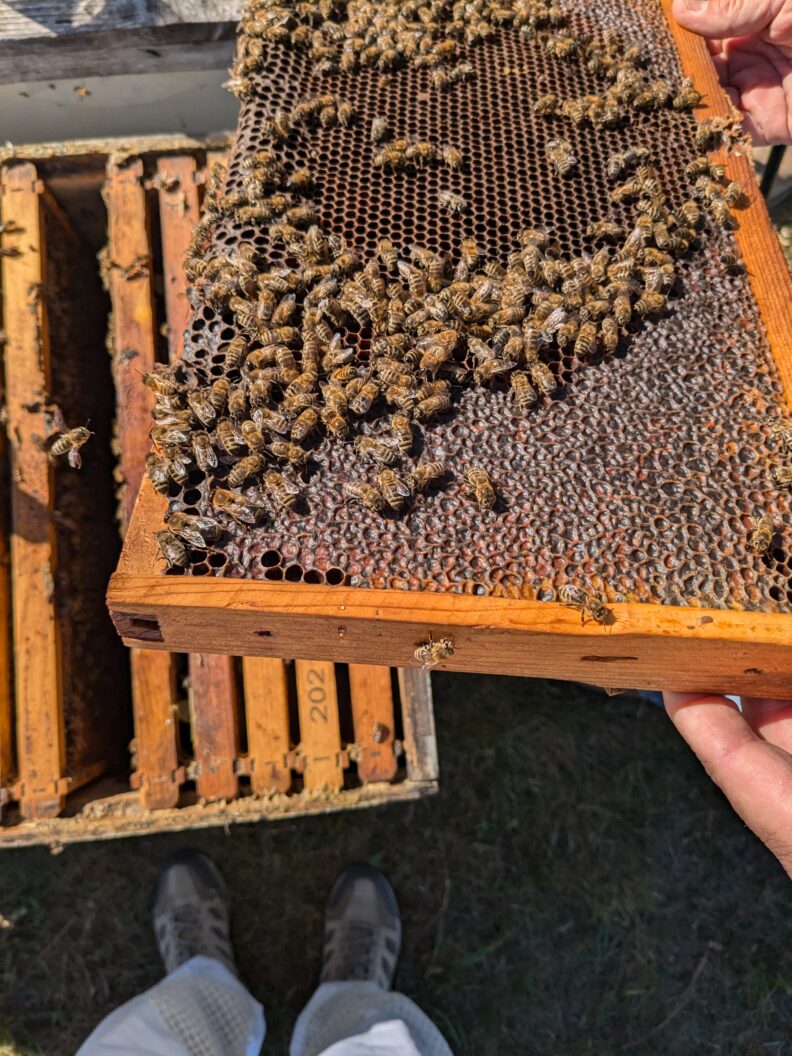 bees on honey bee frame