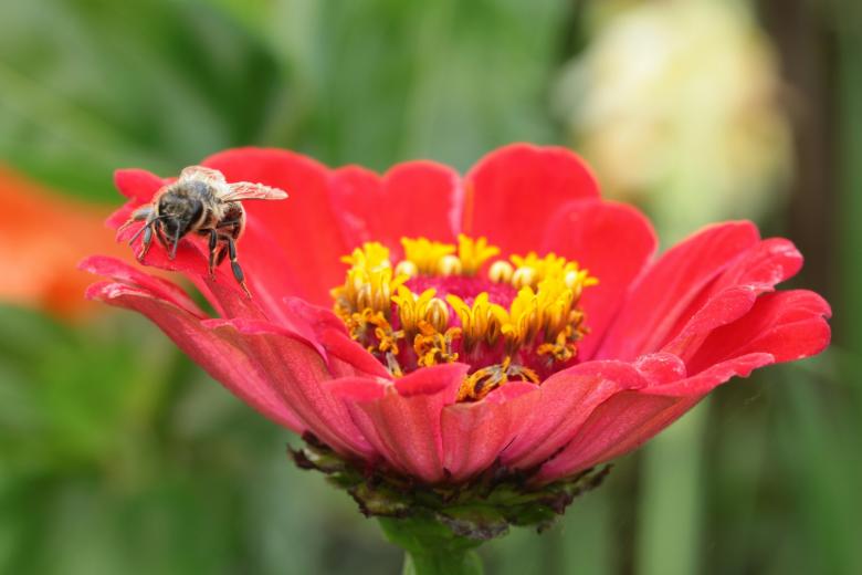 honey bee on red flower