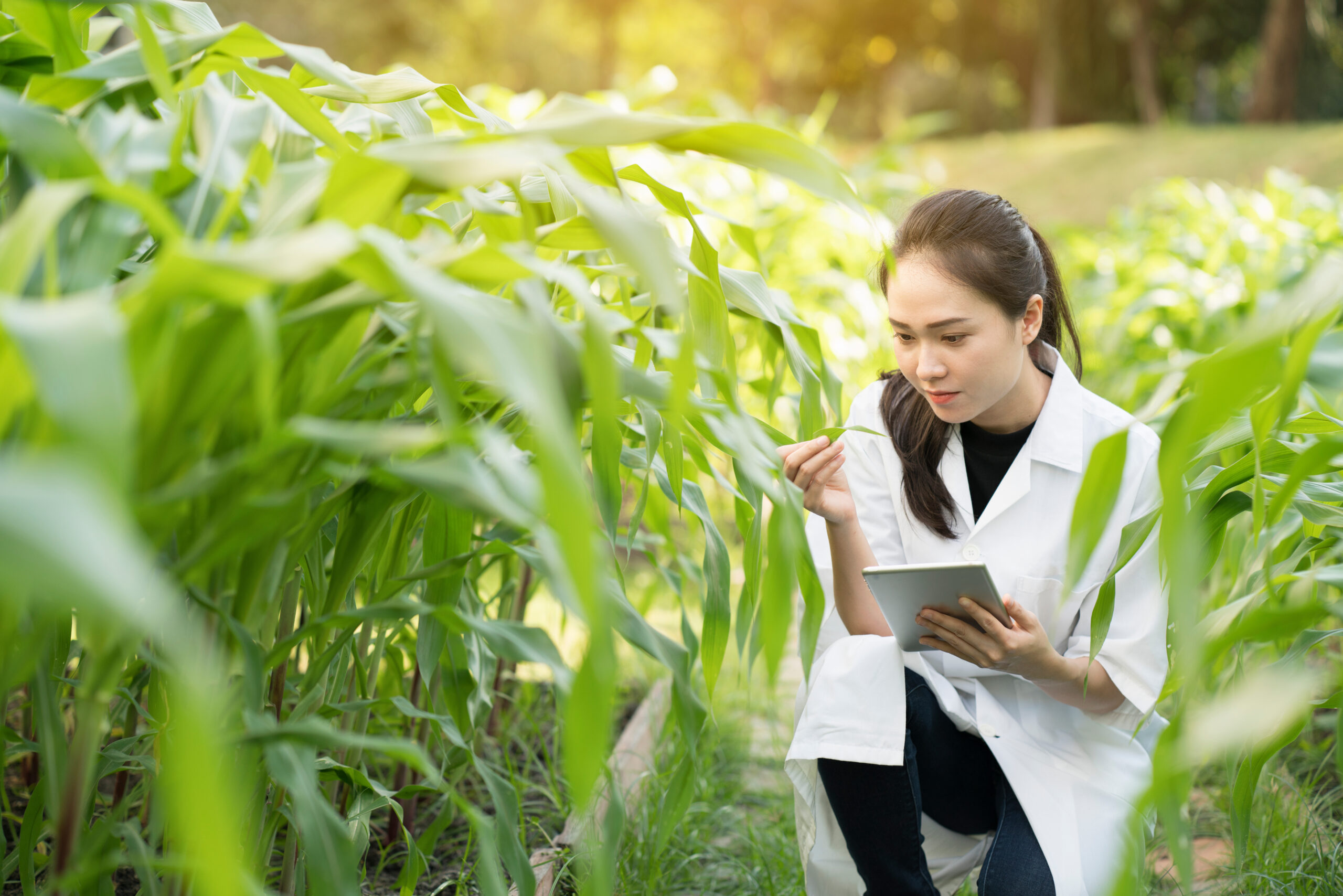 Biotechnology woman engineer examining plant leaf for disease