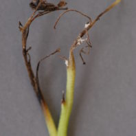 Disease on potato plant stem.