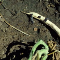 Disease on bean pod.