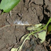 Disease growing on potato plant leaves.