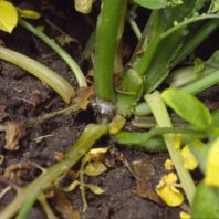 Disease on base of potato stem.