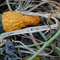 Disease on an ornamental squash.
