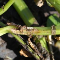 Disease on potato stem.