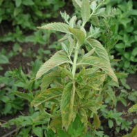 Rust on Scotch Spearmint.