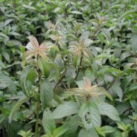 Peppermint plant beginning to milt