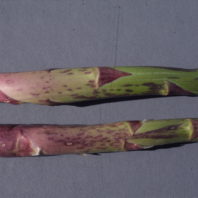 Disease on asparagus stem.