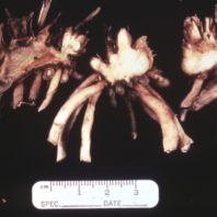 Diseased asparagus crowns.