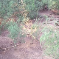 Asparagus plant rotting because of disease.