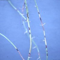 Disease on asparagus stem.