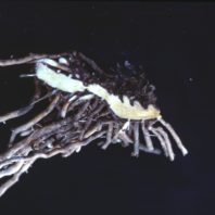 Asparagas crown rotting.